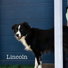 Lincoln - Black & white male Miniature Australian Shepherd puppy in California from Eagle River Aussies