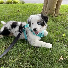 Miniature Australian Shepherd Puppies from Fairfax Aussies