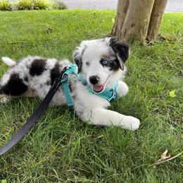 Miniature Australian Shepherd Puppies from Fairfax Aussies