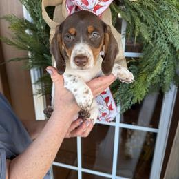 Girl 1 LIMITED AKC - Piebald female Dachshund puppy in Aurora, Missouri from Baker Farms