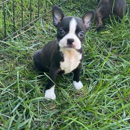 Macie - Seal and white female Boston Terrier puppy in Fillmore, Illinois from Wind Hill Puppies