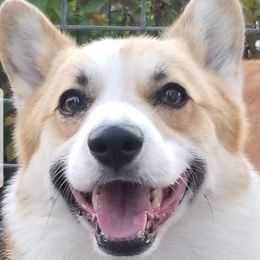 Burg - Pembroke Welsh Corgi