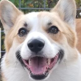 Burg - Pembroke Welsh Corgi