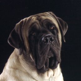 Caeden - Mastiff