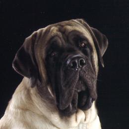 Caeden - Mastiff