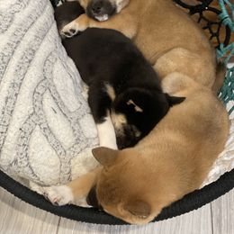 Shiba Inu Puppies from Shiba Inu Loving Care