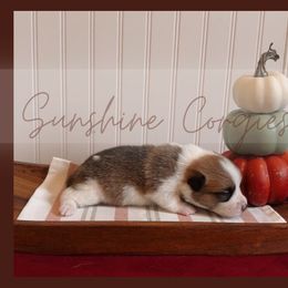 Hope - Sable female Pembroke Welsh Corgi puppy in Mannington, West Virginia from Sunshine Corgies