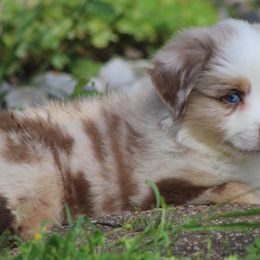Australian Shepherds and Miniature Australian Shepherds from Texas Down Yonder Mini Aussies