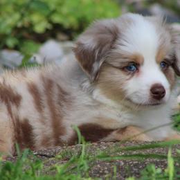 Australian Shepherds and Miniature Australian Shepherds from Texas Down Yonder Mini Aussies