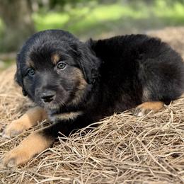 Green collar - Black tri male Miniature Australian Shepherd puppy in 32046, Florida from River Hill Ranch