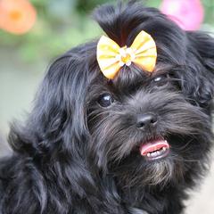 French Bulldog and Russian Tsvetnaya Bolonka Puppies from Must Be Frenchies & Crown Of Curls