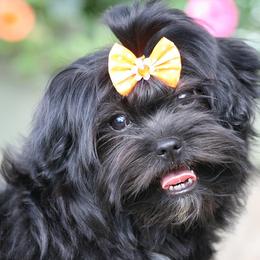 French Bulldog and Russian Tsvetnaya Bolonka Puppies from Must Be Frenchies & Crown Of Curls