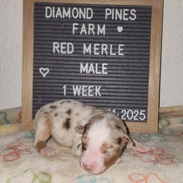 Black - Red merle male Australian Shepherd puppy in Camp Verde, Arizona from Diamond Pines Farm