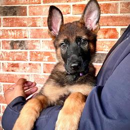 Dylan - Sable male German Shepherd puppy in San Antonio, Texas from CISCOK9
