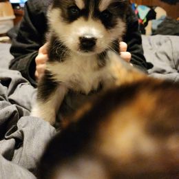 Siberian Husky Puppies from Crystal's Siberian Huskies