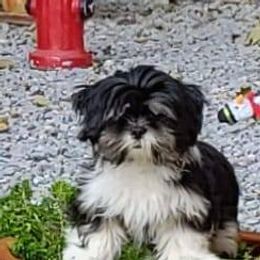French Bulldogs and Lhasa Apsos from Rosewood Lhasas