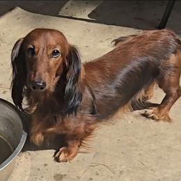 Nikolai - Dachshund