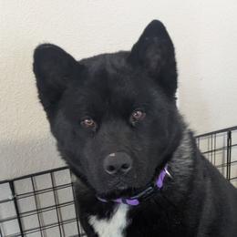 Kuma - Akita