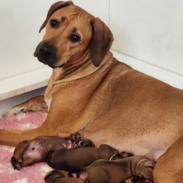 Rhodesian Ridgebacks from TuckerRidge Rhodesian Ridgebacks