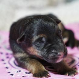 Spice - Black and red female German Shepherd puppy in Llano, Texas from Von Ark German Shepherds