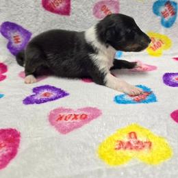Rosey - Black white and tan female Shetland Sheepdog puppy in Wapello, Iowa from Willow Rayne shelties and more