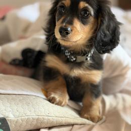 Dachshund puppies from Oakview Kennels