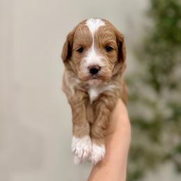 Muffin girl - Apricot female Goldendoodle puppy in Rio Linda, California from Plush Doodles