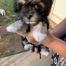 Havanese Puppies from Homefull of Havanese