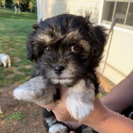 Havanese Puppies from Homefull of Havanese