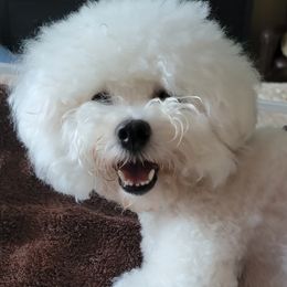 Lola - Bichon Frise