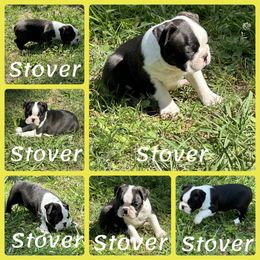 Boston Terrier and English Springer Spaniel Puppies from Trail’s End Boston Terriers