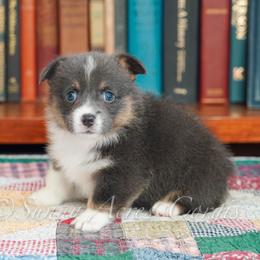Bluebird - Blue female Pembroke Welsh Corgi puppy in Bedford, Indiana from Sunny Acres Corgis