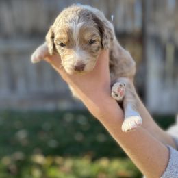 Aussiedoodle Puppies from Jojo the Denver Aussie
