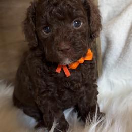 Fortune - Chocolate male Goldendoodle puppy in Decatur, Texas from Scherrer Sweet Goldendoodles