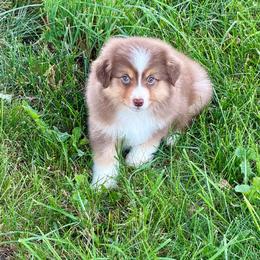 Rosie - Red tri-color female Miniature American Shepherd puppy in Hillsboro, Kentucky from Kidd’s Miniature American Shepherds