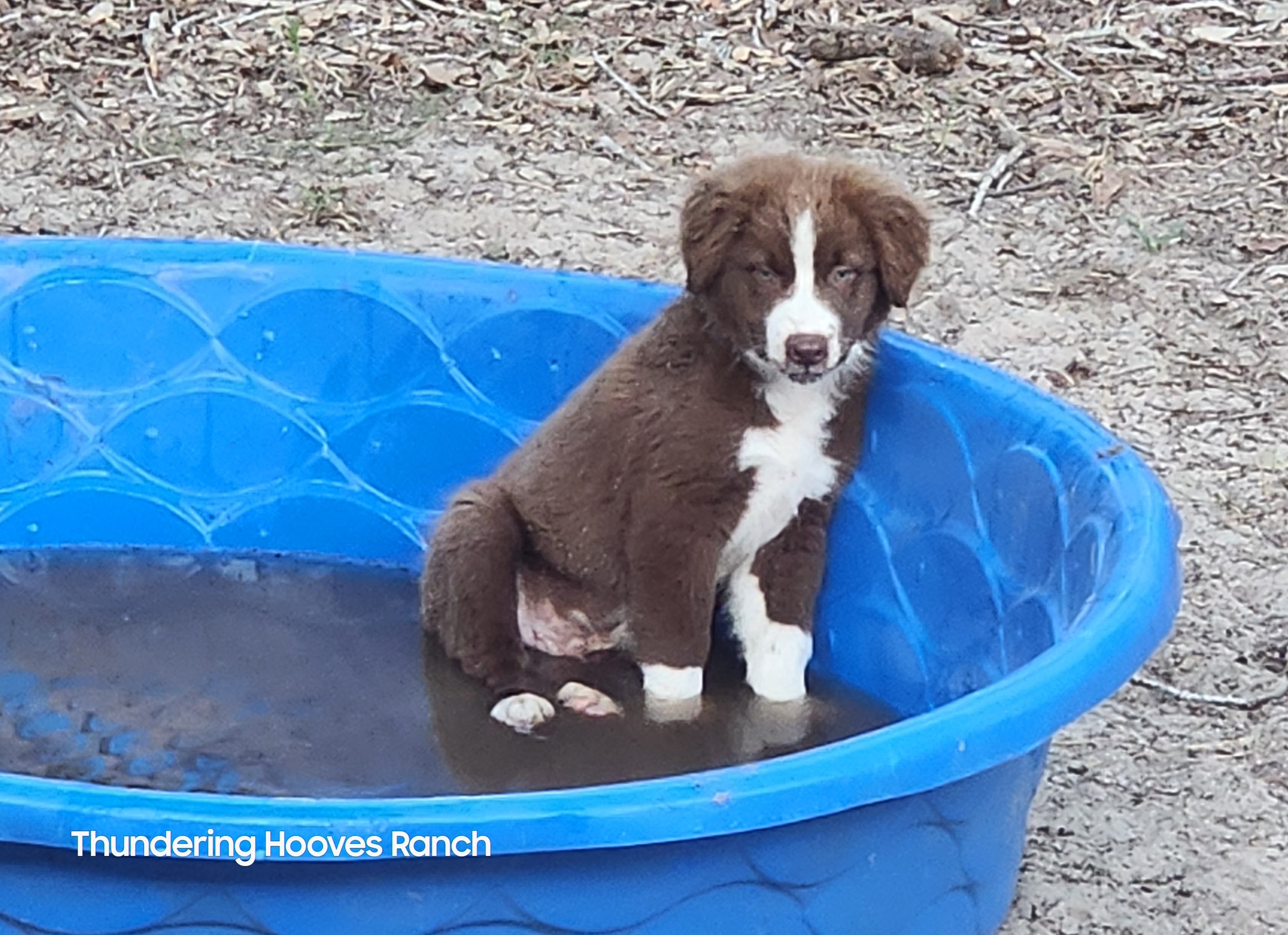 Big Red - Red & white Australian Shepherd puppy in Floresville, Texas from Thundering Hooves Ranch's Australian Shepherds