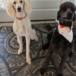 Poodle Puppies from Candace Yakes