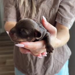 Mocha - Chocolate and cream female Dachshund puppy in Fort Worth, Texas from Lone Star Dachshunds