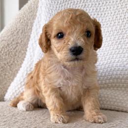 Grady - Apricot male Goldendoodle puppy in Fort Myers, Florida from Daisy Doodles LLC