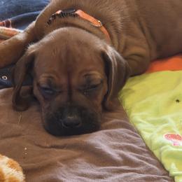May - female Rhodesian Ridgeback puppy in Gaffney, South Carolina from Circle D Farms