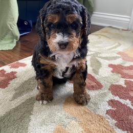 Bernedoodle Puppies from Better Day Bernedoodles