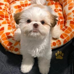Charger - Liver and white male Shih Tzu puppy in Gilbert, Arizona from 🌗 New Moon Shih Tzu 🌗