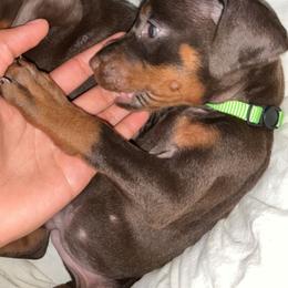 Doberman Pinscher Puppies from Von Schaaf Haus DuPree