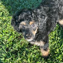 Fawn - Phantom female Poodle puppy in Port Saint Lucie, Florida from Abbott Standard Poodles