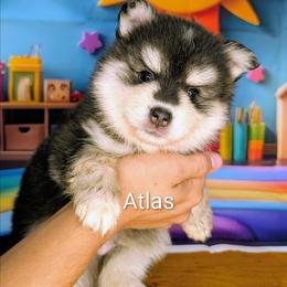 Atlas-2200 - Black and white male Pomsky puppy in Spring Hill, Florida from www.PuppyTimeEmporium.com