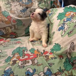 Boy2 - White and blue male Border Collie puppy in Defuniak Springs, Florida from Blue Cypress Stock dogs