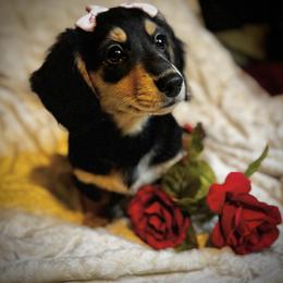 Violet - Black and cream female Dachshund puppy in Auburndale, Florida from Doxster Dachshunds