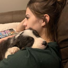 Border Collie Puppies from Cascade Sun Kennels