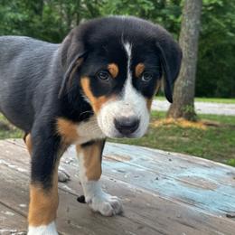 Myra - Black, white and red female Greater Swiss Mountain Dog puppy in Chester, Illinois from Hilltop Swissys