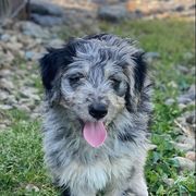 "Topaz (Monica from the Yellowstone litter)" Bordoodle Puppies from Brisby Bordoodles
